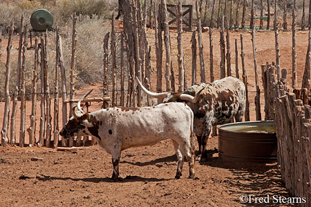 Pipe Springs National Monument Long Horn Cattle
